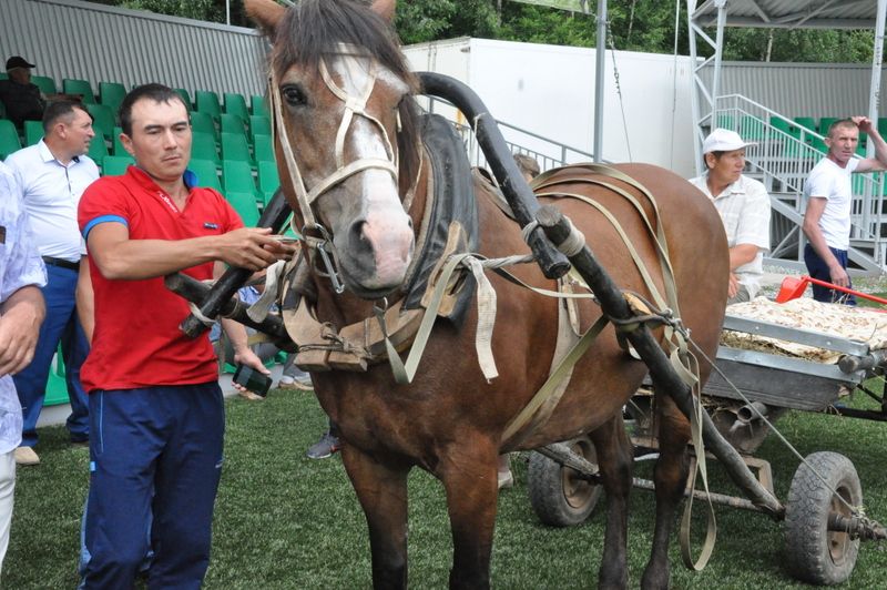 Бүген Сабада терлекчеләрнең традицион слеты үткәрелде  (фоторепортаж)