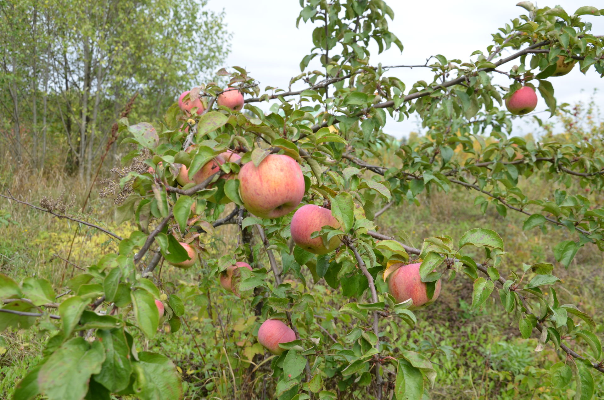 Лесхозның дендрология бакчасында ачылган “Ябалакта кунакта” паркы