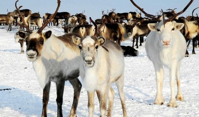 “Хәләл” стандартлары буенча комитет беренче тапкыр боланнарны хәләл чалуны оештырды