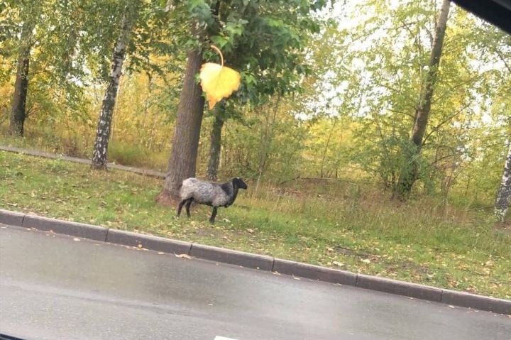 Казан урамында адашкан бәрән аркасында “бөке” барлыкка килгән