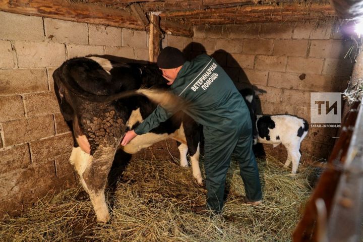 Лейкозлы сыерларын сугымга тапшырган кешеләргә дәүләттән ярдәм күрсәтелергә мөмкин