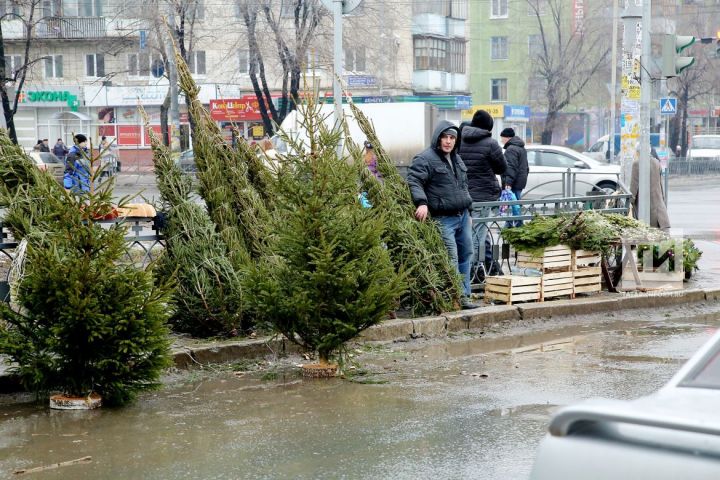 Казан базарларында чыршы бәяләре 300-1000 сум торачак