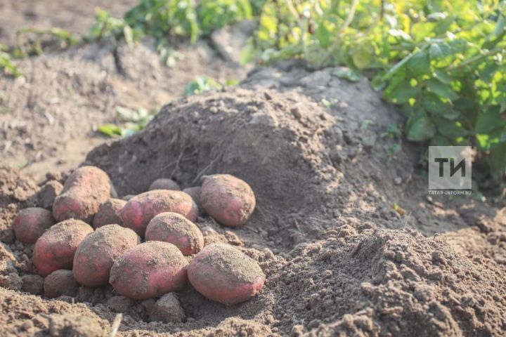 Татарстанның 14 районында бәрәңгедә карантин авыруы ачыкланган