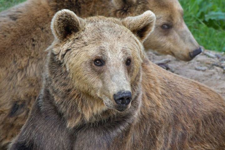 Россиядә өйдә кыргый хайваннар асрауны тыярга мөмкиннәр