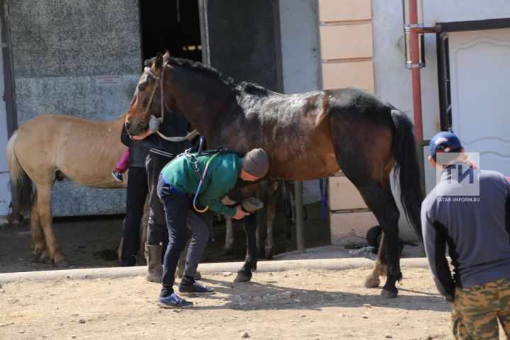 Татарстанда өч яшьтән зуррак бияләр асрауга дәүләт ярдәме кертелергә мөмкин