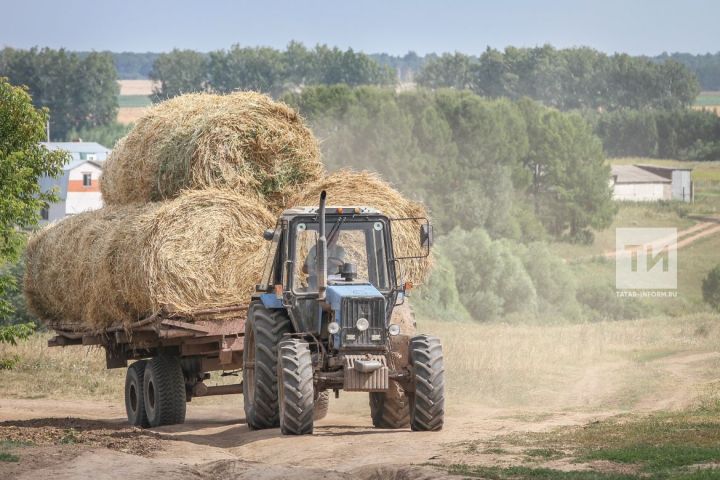 Татарстанның 6 районы былтыр түбән сыйфатлы печән әзерләгән