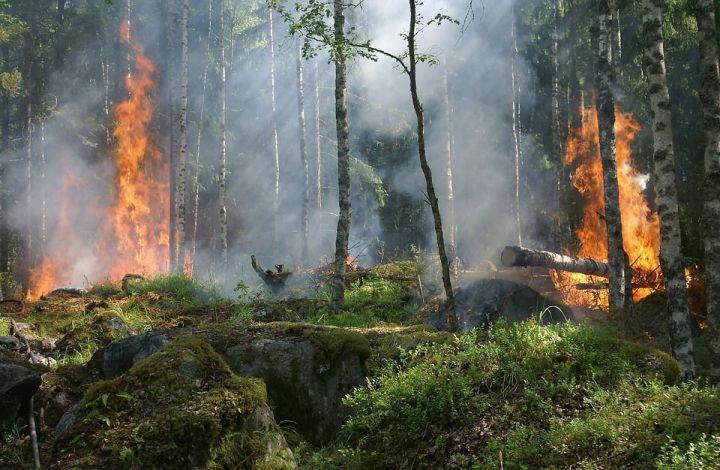 Татарстан синоптиклары урманнарда янгын куркынычы югары булуын хәбәр итә