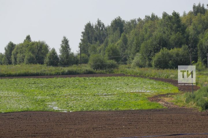 Татарстанда урманнарга транспортта керү тыела