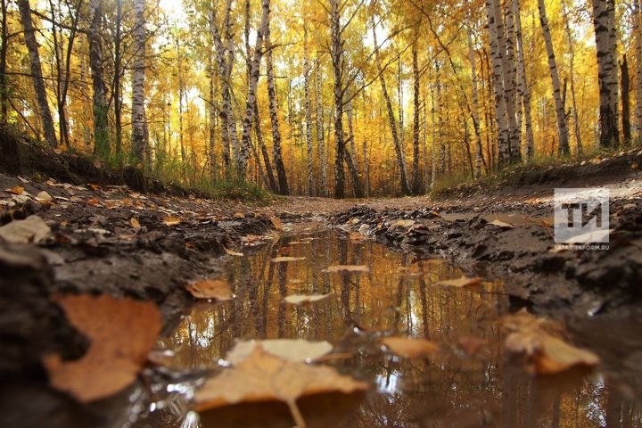 Урманнардагы корыган ботакларны рөхсәтсез һәм бушлай җыярга мөмкин булачак