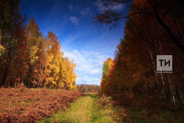 Россия Гидрометеорология үзәгендә аномаль җылы көзнең сәбәпләрен аңлаттылар