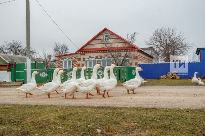 Синоптиклар Россиядә кар булмау сәбәбен аңлатты