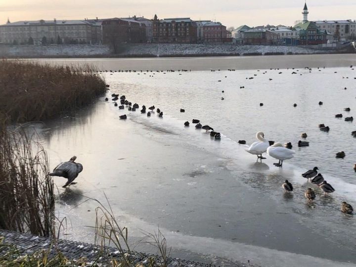 Кабан күленә килгән аккошлар Казан зооботаника бакчасында кышлаячак