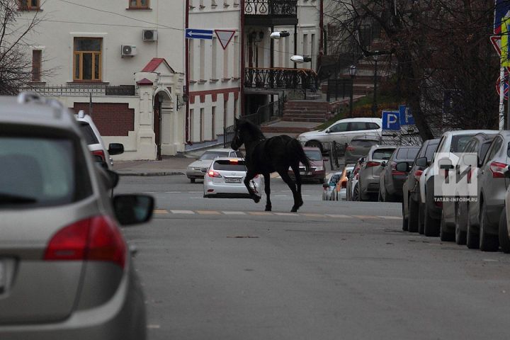 Казан Кремле янында йөгереп йөргән атны видеога төшергәннәр