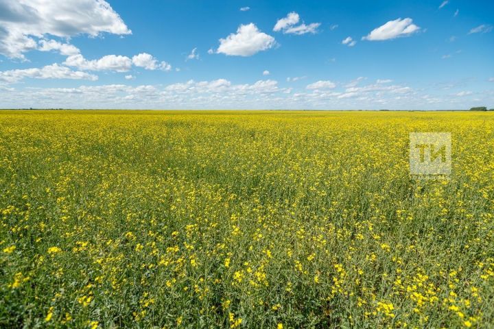 Ялларда Татарстанда янә яшенле яңгыр көтелә