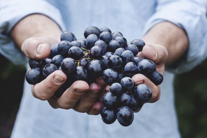 Татарстанда виноград үстерүчеләр Казанда күргәзмә оештыра