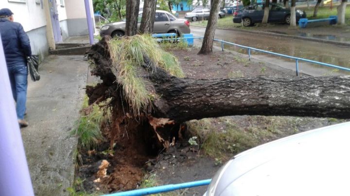 Чаллыда автомобильләр өстенә агачлар ауган