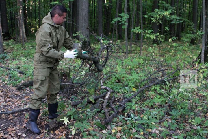 "Саба урманчылыгы" ДКУ коллективы "Татарстанның иң яхшы урманчылыгы" бәйгесе җиңүчесе