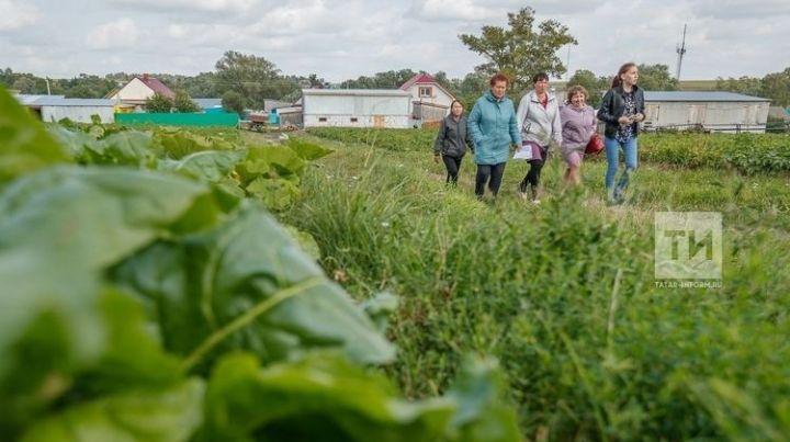 Татарстанның иң яхшы авыл хуҗалыгы предприятиеләре 100 мең сум премия белән бүләкләнә