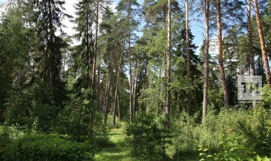 Татарстанда экодиктант язу өчен мәйданчыклар санын ике тапкырга арттырдылар