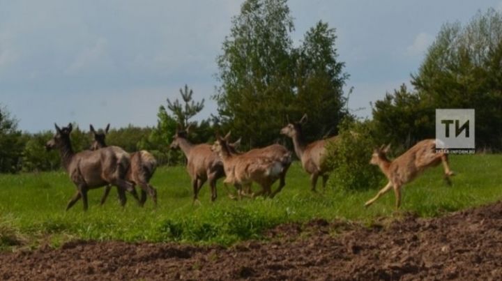 Татарстанда соңгы ун елда кыр кәҗәсе саны биш тапкыр арткан