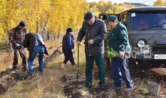 «Хәтер бакчасы» акциясе барышында Татарстанда 507 мең агач утыртылган