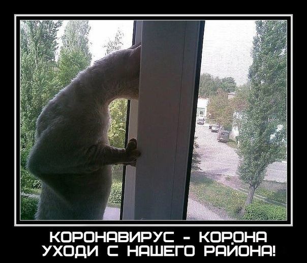 Кит, коронавирус!