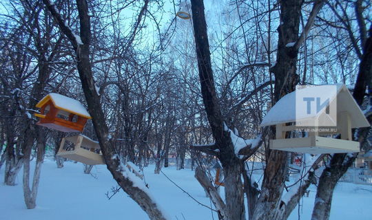 Теләге булган һәркем кошлар өчен җимлекләр бәйгесендә катнаша ала