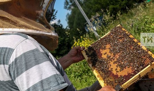 Татарстанда умартачалыкны үстерергә җыеналар