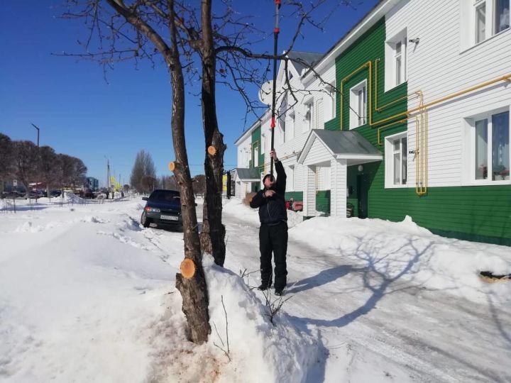 Байлар Сабасында агачларны матурлап кисү эше дәвам итә