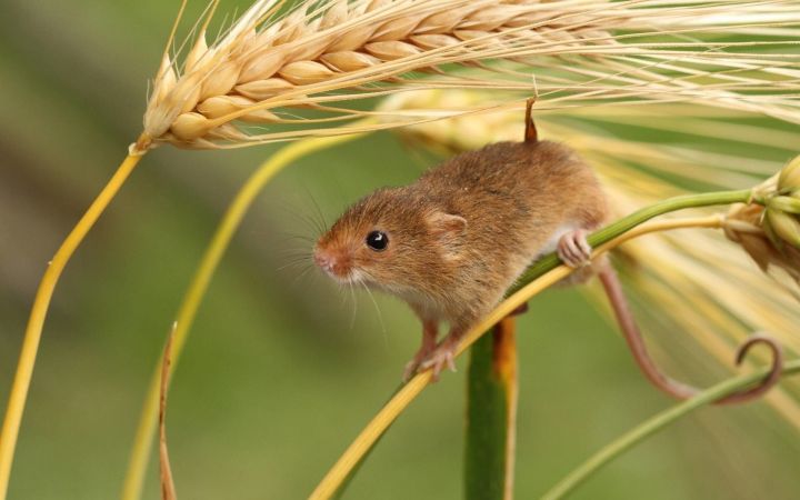 Тикшерелгән авыл хуҗалыгы культуралары мәйданнарының өчтән бере диярлек тычкансыман кимерүчеләр белән тулган