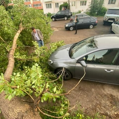 Татарстанда давыл агачларны йолкып аткан