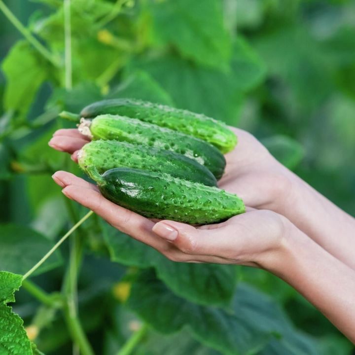 Кыяр кан басымын җайга сала, бөердәге вак ташлардан котылырга ярдәм итә