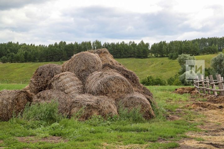 “ЭЧМӘСКӘ АНТ ИТӘМ ДИП ӘЙТ!”