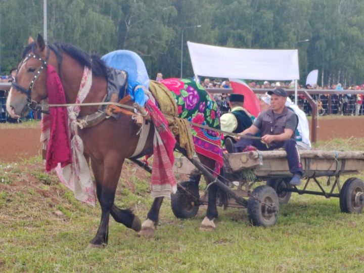 Сабантуйдагы ат чабышында Бөркет, Тамчы һәм Каталея кушаматлы атлар беренче килде