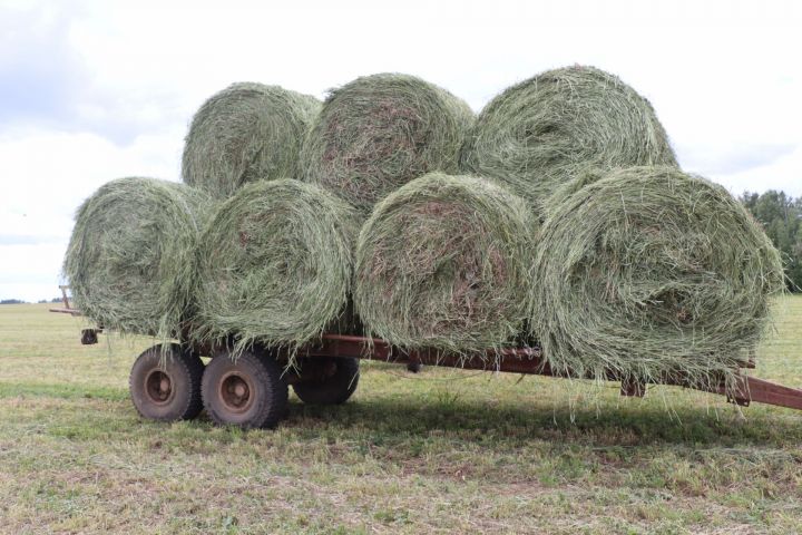 «Сатыш»та бер баш  малга 30 центнердан ким булмаган азык әзерләнәчәк