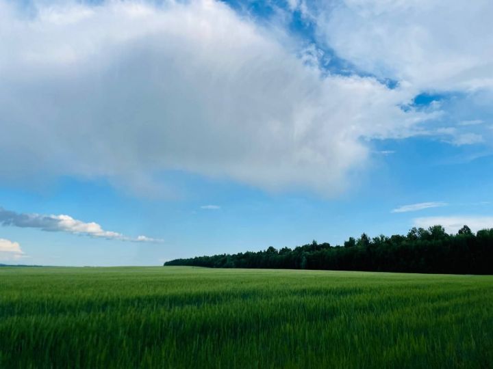 Атна ахырына Татарстанда тагын да салкынайта һәм яңгырлар көтелә